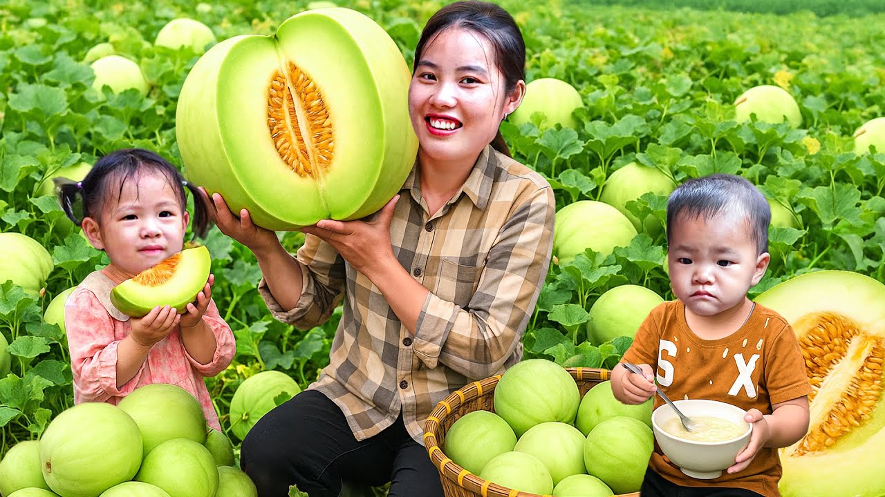 Harvesting Sweet Melons with My Daughter and Son – Selling at the Market and Caring for My Kids