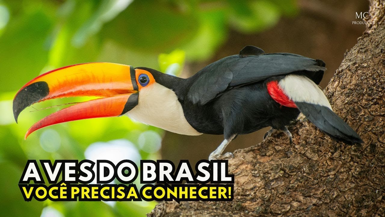 Pássaros do Brasil – Aves Que Você Precisa Conhecer