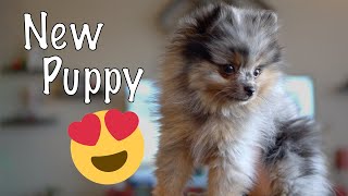 Welcome Home Koda | Picking up our 8 Week Old Pomeranian Puppy | Philadelphia