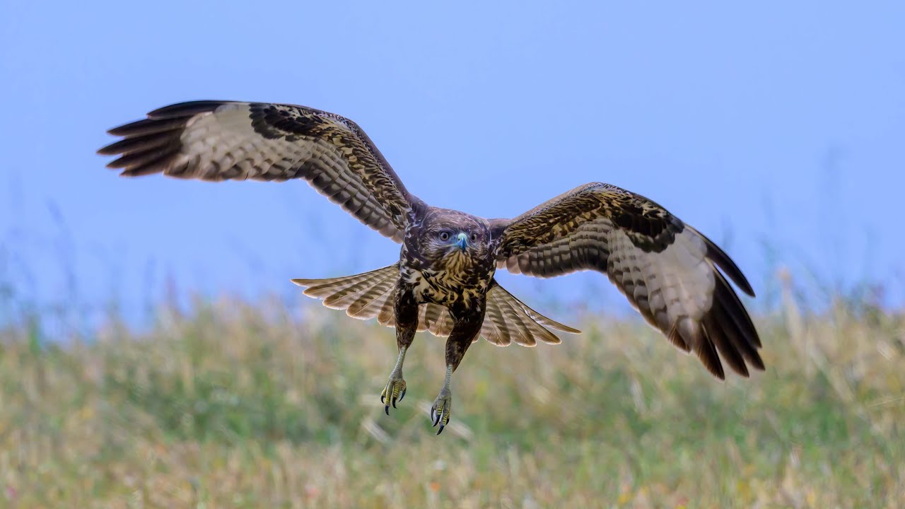 Rapaci tra le stoppie YouTube Rapaci tra le stoppie YouTube