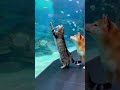 猫よ、あきらめるワン。水族館の水槽の中の魚をなんとか捕ろうとあがく猫。
