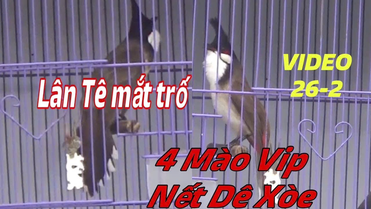 QUỶ GIỮ LÂN TÊ MẮT TRỐ - BỔI VIP NẾT CHƠI DÊ CẦU XOÈ MỀM // ĐẤU VỚI THUẦN CỰC SUNG // BỔI SIÊU CHẤT