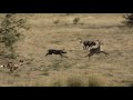 Wild dogs Hunting Waterbuck