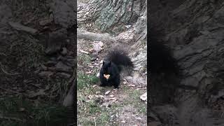 Mount Pleasant Cemetery Hungry Squirrel, Toronto, Canada