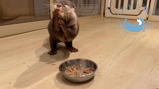 【双子のカワウソ】おだしとおつゆ、初めてのウェットフード　Otter  Odashi ＆ Otsuyu eat wet cat food for the first time