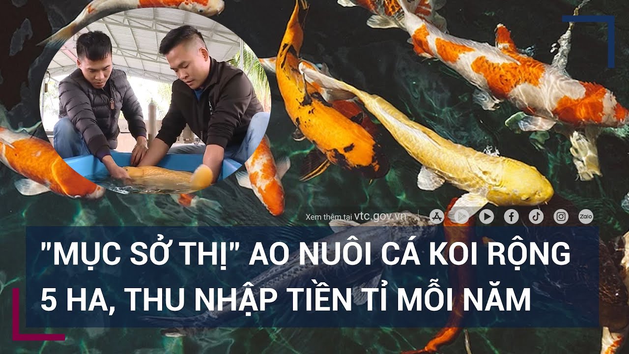 "Mục sở thị" ao nuôi cá Koi rộng 5 ha của 2 thanh niên 9x, thu nhập tiền tỉ mỗi năm | VTC Tin mới