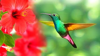 Hummingbird Nature Sounds with Relaxing Background Music for Sleep, Stress Relief, Meditation, Study