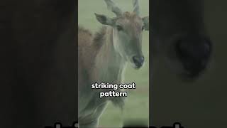 Markhor Facts