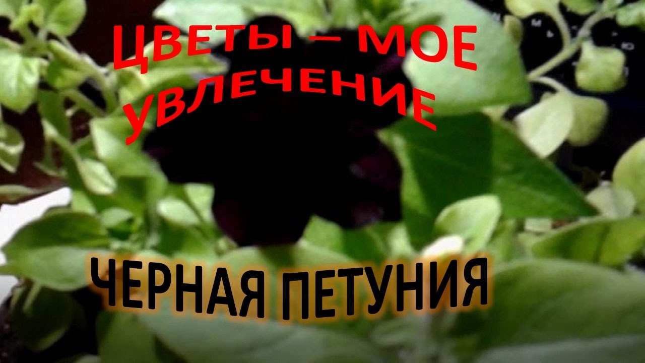 О цветах всё и всем Петуния уход и выращивание в