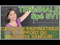 Catalyse enzymatique & apport du glucose sanguin - Spé SVT - Terminale - Les Bons Profs