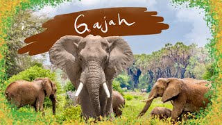 PELAJARI NAMA DAN SUARA GAJAH #animals #gajah #elephantvideos #elephants