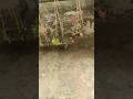 flower hanging from scratch #kabadsejugaad #youtubeindia #youtubeshorts #diy
