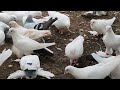 Бойние голуби. Как помочь Пискунов. 1.10.23 Грузия. Тбилиси