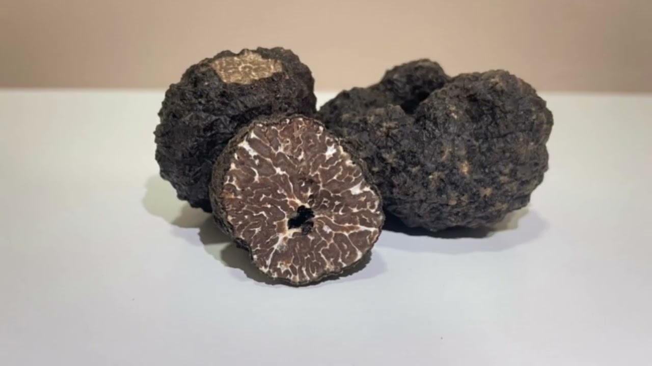 Tuber Mesentericum