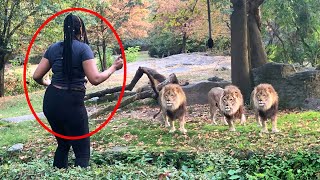 When Dumb Tourists Sneak Into Zoo Enclosures