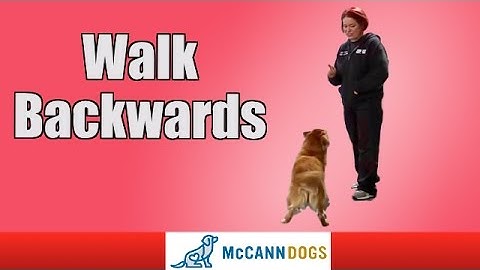 Dog Tricks: Walk Backwards On Command