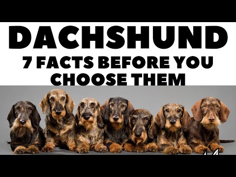 Video: Dachshund hay Greyhound là giống phù hợp với bạn?
