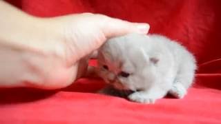 Совсем еще малыши британцы Совсем еще малыши британцы