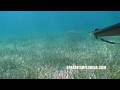 Spearfishing hogfish in