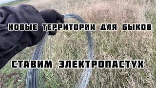 Электропастух для быков