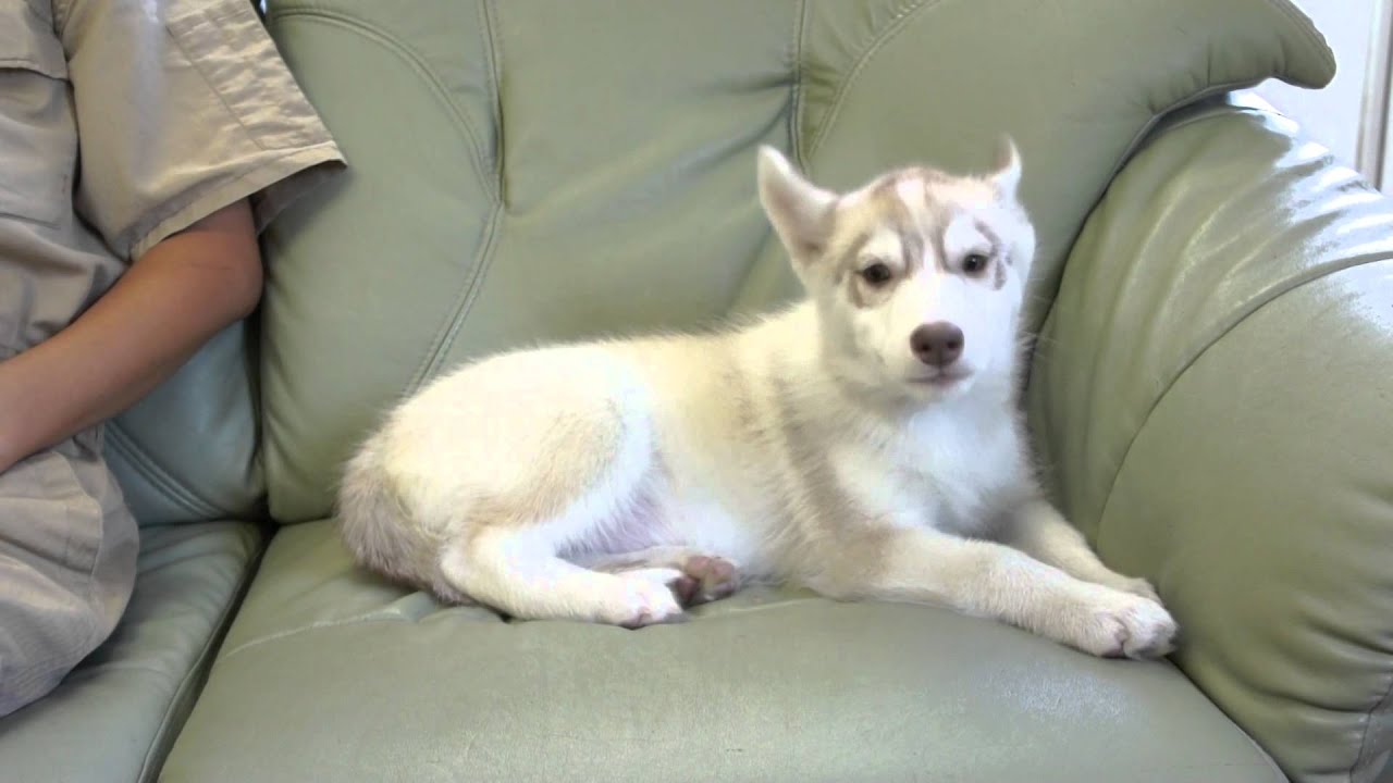 シベリアンハスキーの子犬2015年3月20日生 レッドのメス③ 静岡県浜松市のブリーダー2015.06.10