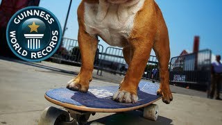 Skateboarding Dog - Tillman! - Guinness World Records