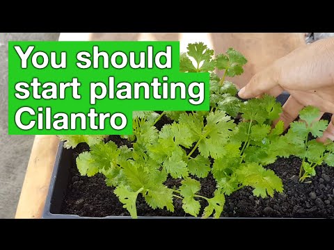 Video: Coriander Seeds: Paano Palaguin ang Coriander