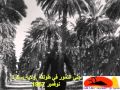 طولقة جني التمور سنة 1957 مع التعليق باللغة الفرنسية 