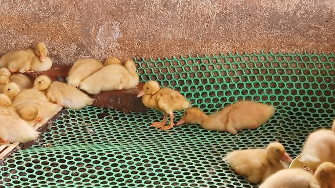 Vịt lù rù, nằm bẹp khi bị bại huyết