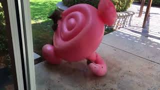 170924227 Baby Bear Runs Off With Familys Flamingo Pool Float