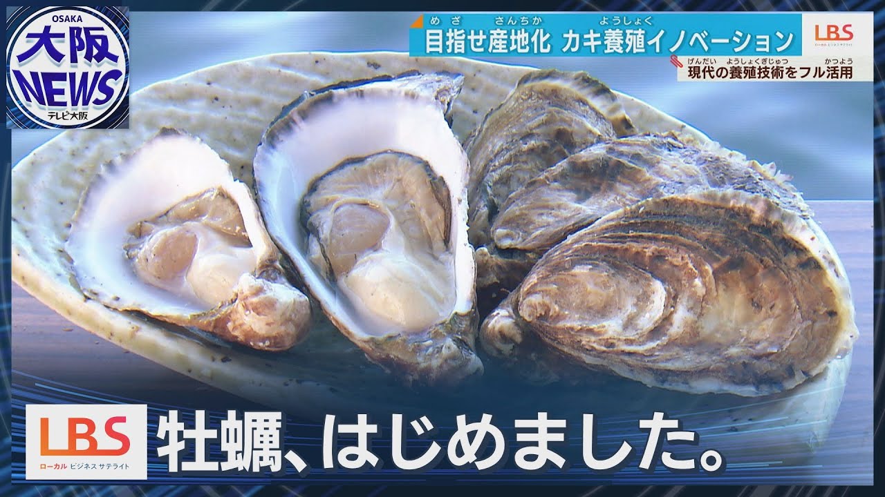 日本のハマチ養殖発祥地 危機を救うのはカキ？ 瀬戸内海 東かがわ・引