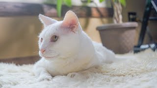 Pet cancer treatment helps Mao the cat lead a long, healthy life | Petco Love