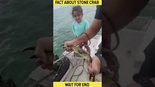 आखिर समुद्री केकड़े 🦀 के पंजे को तोड़कर समुद्र में क्यों फेंक देते हैं | Stone Crab Fact