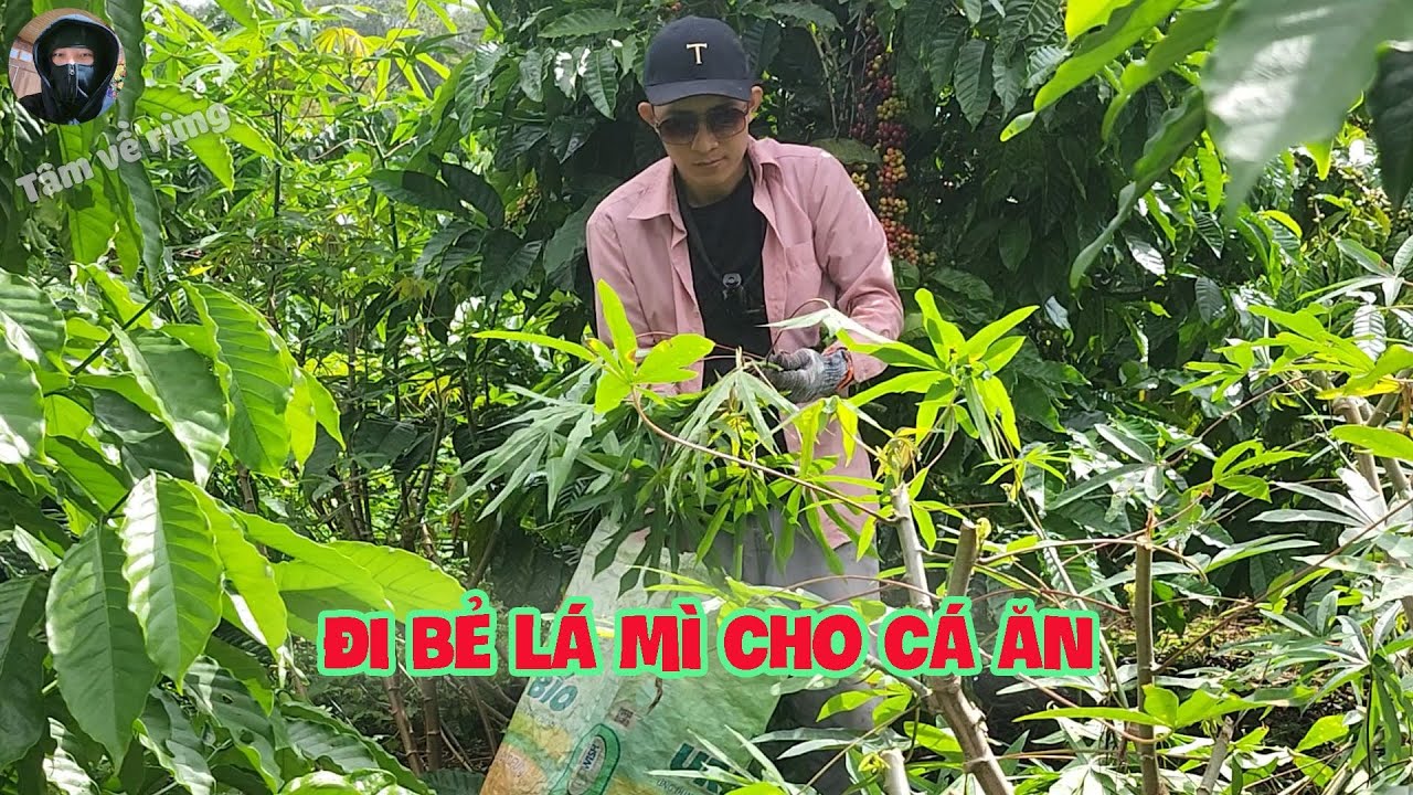 Đi Bẻ Lá Mì Cho Cá Ăn | Tâm Về Rừng #11