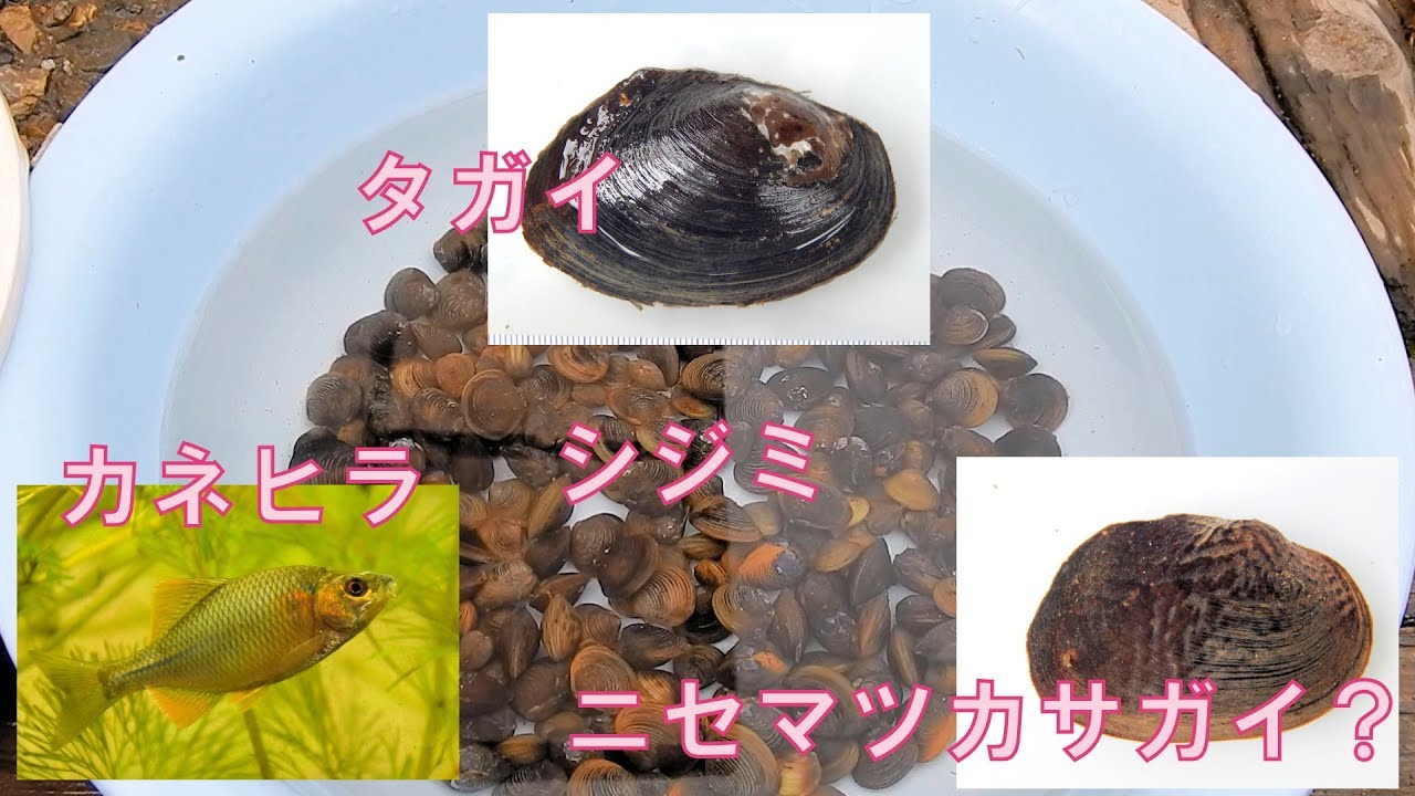 アタの雑記 魚類 アタの雑記 魚類