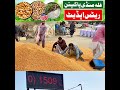 Grains Market Pakpattan Rates Updates Ghala Mandi #shorts #rates #market #grains #grain #rice