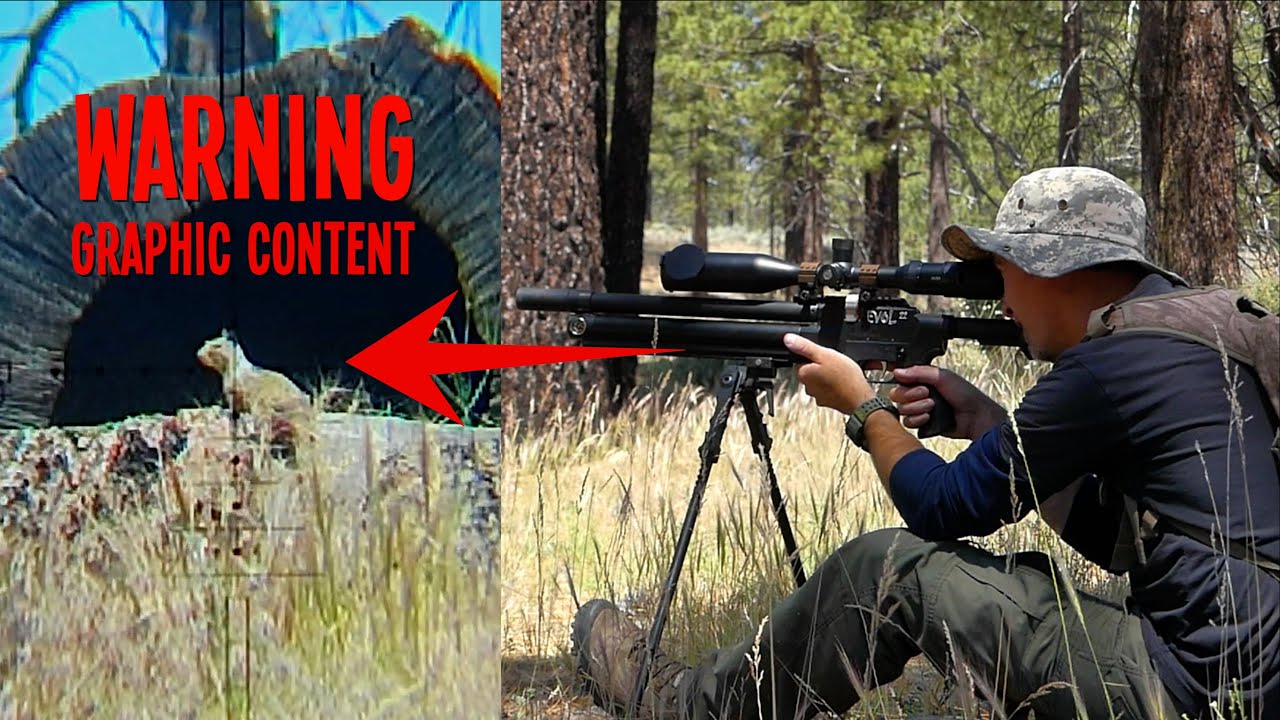 Ground Squirrel Hunt with the American Air Arms EVOL | Mountain Sport Airguns Collab