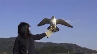 餌の時間 Today`s Feeding Falcon Lure Training.4/2 餌の時間 Today`s Feeding Falcon Lure Training.4/2