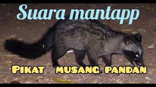 Suara musang pandan BIKIN HOKI memanggil temannya. .VOL KERAS