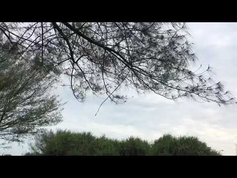 Video: Pohon Cemara Milik Pohon Apa?