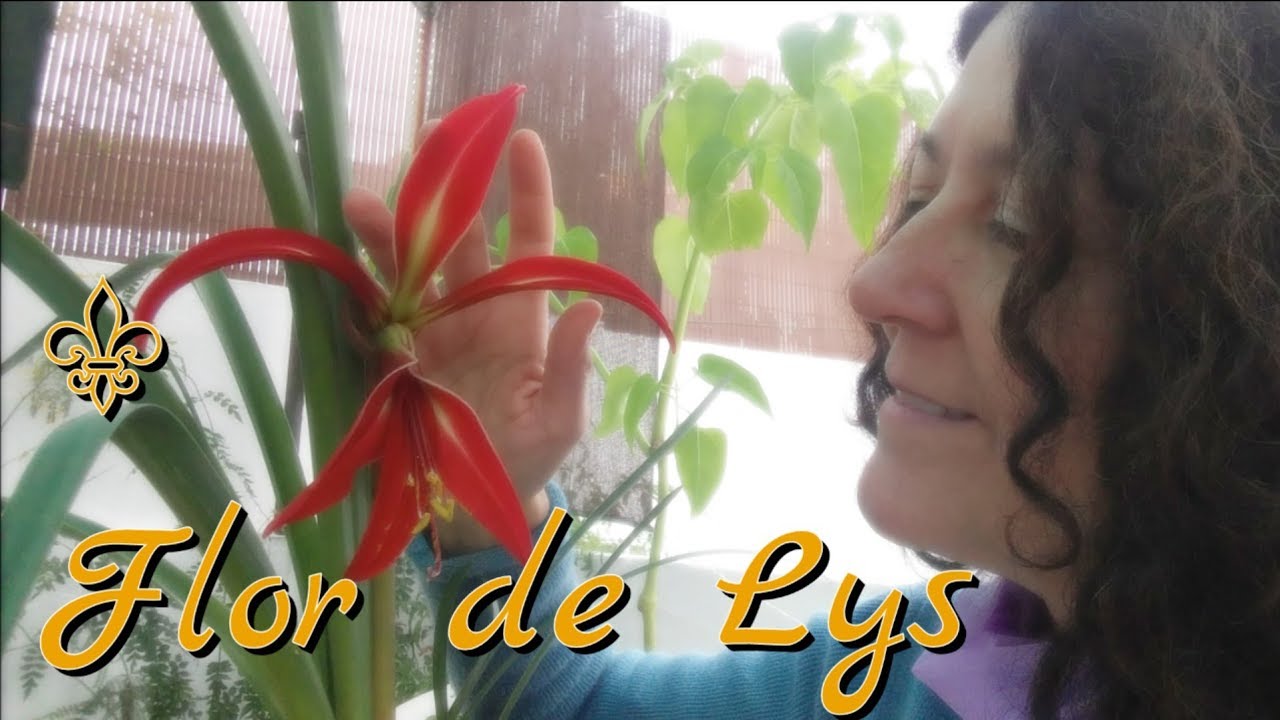 FLOR DE LYS ⚜ (Sprekelia formosissima) - YouTube