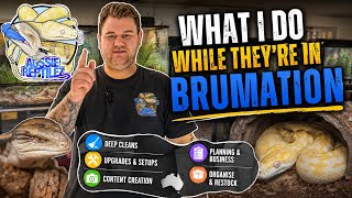 My Reptiles are in Brumation, What now?