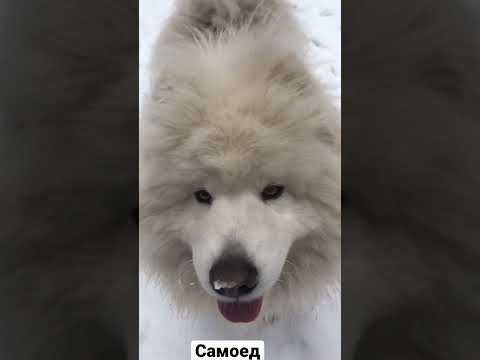 Самоед - добрейшая порода! #shortvideo #shorts