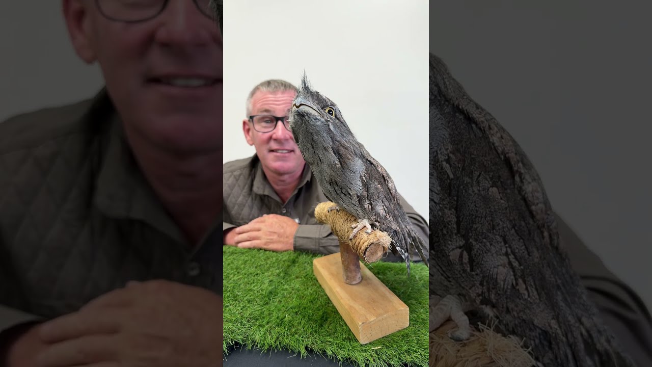 Is This A Bird Or Branch WOW It S Tawny Frogmouth 