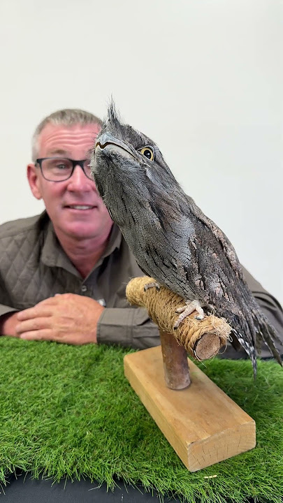 Is this a bird or is this a branch - WOW it’s a Tawny Frogmouth! 🐦