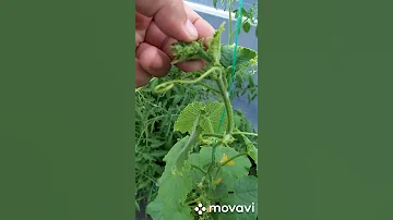 УВЕЛИЧИВАЕМ УРОЖАЙ ОГУРЦОВ. ПУСТОЦВЕТЫ НА ОГУРЦАХ И КАК С НИМИ БОРОТЬСЯ! БОРЬБА С ПУСТОЦВЕТАМИ