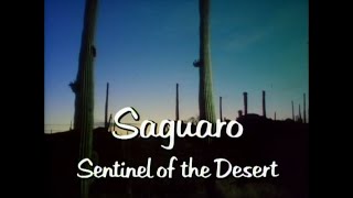 Saguaro: Sentinel of the Desert (1986) by ThisOldVideo2 1,188 views 10 months ago 56 minutes