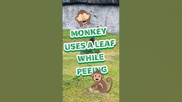 Monkey Uses a Leaf While Peeing 😂🍃#monkey #pee #funny #viral