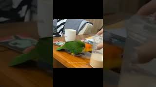 Baby Animals Funny Parrots And Cute Braids Compilation 2022 Loros Adorables Recopilacion