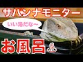 【サバンナモニター】脱皮のお手伝い！飼育しているオオトカゲの温浴